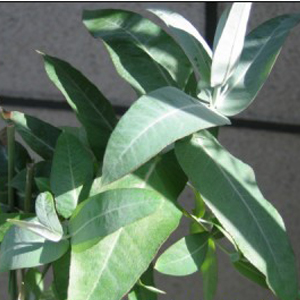 유칼립투스 (Eucalyptus E.O)10ml, 30ml, 50ml, 100ml