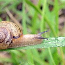 달팽이진액 추출물(Snail Extract)
