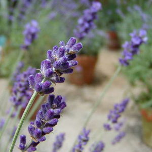 라벤더 프래그런스(Lavender F.O)10ml, 30ml, 50ml, 100ml
