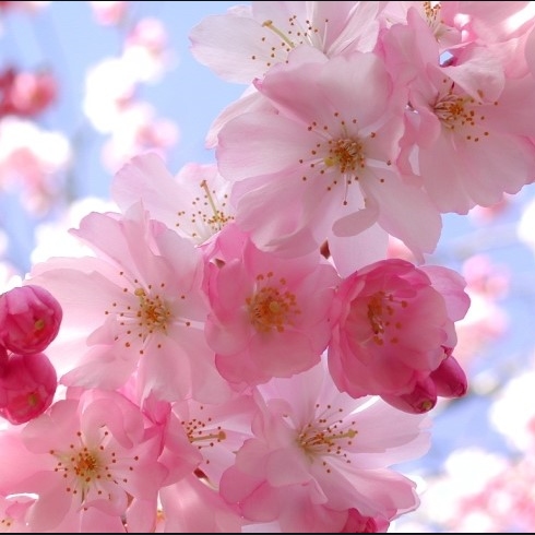 체리블러썸[cherry blossom](loccitane type) 